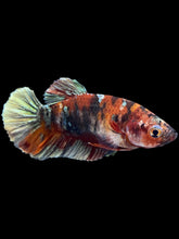 Load image into Gallery viewer, Female Halfmoon Plakat - Koi Copper #1808 - Live Betta Fish
