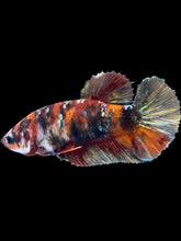 Load image into Gallery viewer, Female Halfmoon Plakat - Koi Copper #1808 - Live Betta Fish
