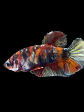Load image into Gallery viewer, Female Halfmoon Plakat - Koi Copper #1808 - Live Betta Fish
