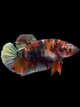 Load image into Gallery viewer, Female Halfmoon Plakat - Koi Copper #1808 - Live Betta Fish
