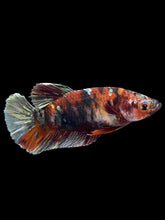 Load image into Gallery viewer, Female Halfmoon Plakat - Koi Copper #1808 - Live Betta Fish
