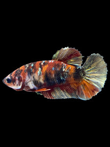 Female Halfmoon Plakat - Koi Copper #1808 - Live Betta Fish