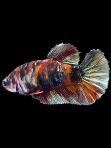 Female Halfmoon Plakat - Koi Copper #1808 - Live Betta Fish
