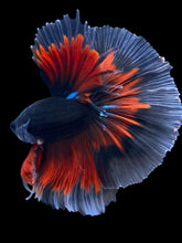 Load image into Gallery viewer, Male Halfmoon - Avatar Red Tail  #1809 - Live Betta Fish
