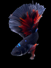 Load image into Gallery viewer, Male Halfmoon - Avatar Red Tail  #1809 - Live Betta Fish
