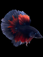 Load image into Gallery viewer, Male Halfmoon - Avatar Red Tail  #1809 - Live Betta Fish
