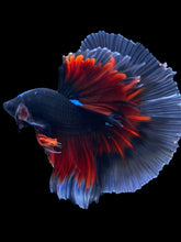 Load image into Gallery viewer, Male Halfmoon - Avatar Red Tail  #1809 - Live Betta Fish
