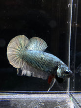 Load image into Gallery viewer, Male Halfmoon Plakat - Copper #180 - Live Betta Fish
