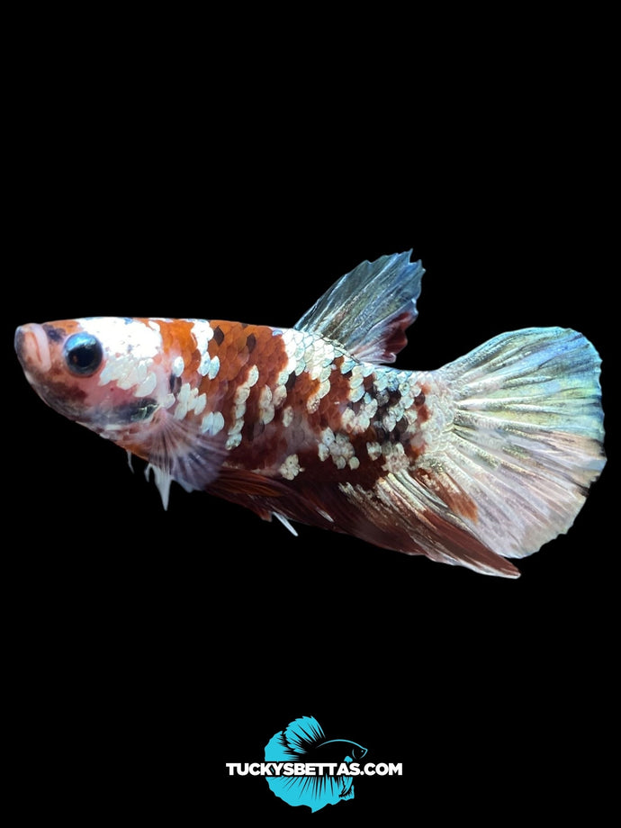 Male Halfmoon Plakat - Red Koi Copper #180 - Live Betta Fish