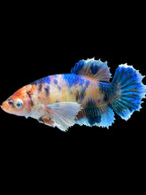 Load image into Gallery viewer, Female Halfmoon Plakat - Candy Dumbo #1810 - Live Betta Fish
