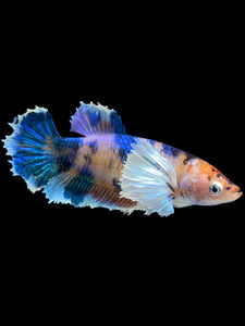 Female Halfmoon Plakat - Candy Dumbo #1810 - Live Betta Fish