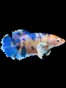 Female Halfmoon Plakat - Candy Dumbo #1810 - Live Betta Fish