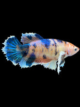 Load image into Gallery viewer, Female Halfmoon Plakat - Candy Dumbo #1810 - Live Betta Fish
