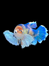Load image into Gallery viewer, Female Halfmoon Plakat - Candy Dumbo #1810 - Live Betta Fish
