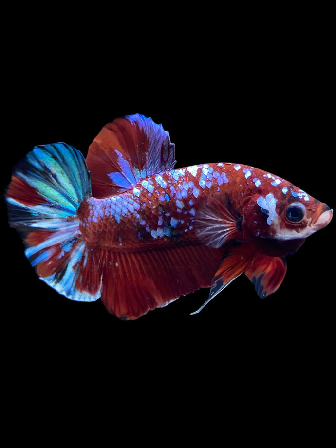 Male Halfmoon Plakat - Red Galaxy #1811 - Live Betta Fish