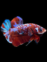 Load image into Gallery viewer, Male Halfmoon Plakat - Red Galaxy #1811 - Live Betta Fish
