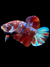 Load image into Gallery viewer, Male Halfmoon Plakat - Red Galaxy #1811 - Live Betta Fish

