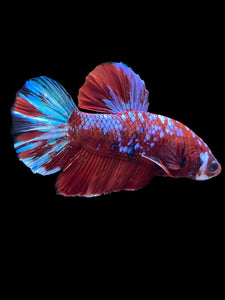 Male Halfmoon Plakat - Red Galaxy #1811 - Live Betta Fish