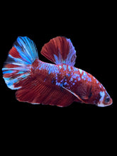Load image into Gallery viewer, Male Halfmoon Plakat - Red Galaxy #1811 - Live Betta Fish
