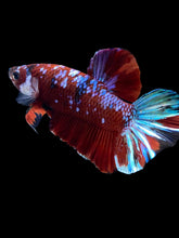 Load image into Gallery viewer, Male Halfmoon Plakat - Red Galaxy #1811 - Live Betta Fish
