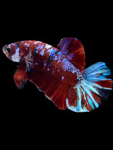 Load image into Gallery viewer, Male Halfmoon Plakat - Red Galaxy #1811 - Live Betta Fish
