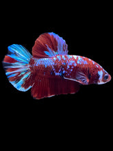 Load image into Gallery viewer, Male Halfmoon Plakat - Red Galaxy #1811 - Live Betta Fish
