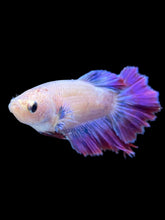 Load image into Gallery viewer, TOP GRADE Female Rosetail - Purple #1812 - Live Betta Fish
