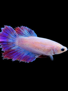 TOP GRADE Female Rosetail - Purple #1812 - Live Betta Fish