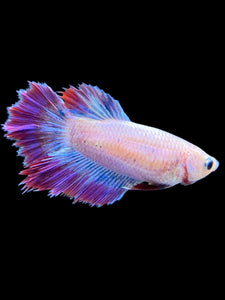 TOP GRADE Female Rosetail - Purple #1812 - Live Betta Fish