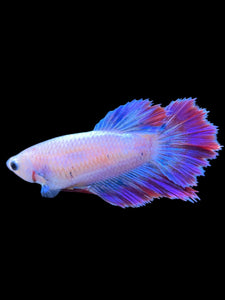 TOP GRADE Female Rosetail - Purple #1812 - Live Betta Fish