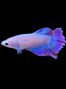 TOP GRADE Female Rosetail - Purple #1812 - Live Betta Fish