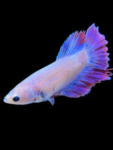 Load image into Gallery viewer, TOP GRADE Female Rosetail - Purple #1812 - Live Betta Fish
