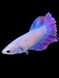 TOP GRADE Female Rosetail - Purple #1812 - Live Betta Fish