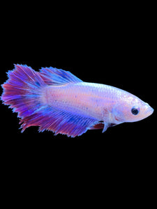 TOP GRADE Female Rosetail - Purple #1812 - Live Betta Fish