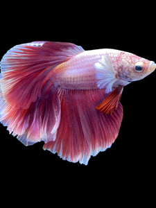 Male Rosetail - Purple #1813 - Live Betta Fish