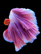 Load image into Gallery viewer, Male Rosetail - Purple #1813 - Live Betta Fish
