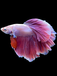 Male Rosetail - Purple #1813 - Live Betta Fish