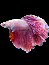 Load image into Gallery viewer, Male Rosetail - Purple #1813 - Live Betta Fish
