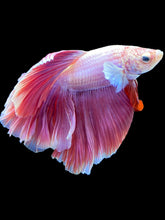 Load image into Gallery viewer, Male Rosetail - Purple #1813 - Live Betta Fish
