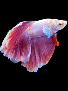 Male Rosetail - Purple #1813 - Live Betta Fish