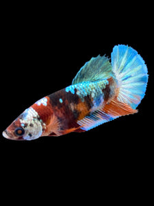 Female Halfmoon Plakat - Galaxy #1814 - Live Betta Fish