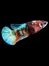 Load image into Gallery viewer, Female Halfmoon Plakat - Galaxy #1814 - Live Betta Fish
