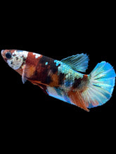 Load image into Gallery viewer, Female Halfmoon Plakat - Galaxy #1814 - Live Betta Fish
