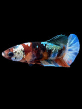 Load image into Gallery viewer, Female Halfmoon Plakat - Galaxy #1814 - Live Betta Fish
