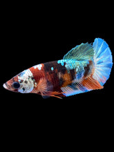 Load image into Gallery viewer, Female Halfmoon Plakat - Galaxy #1814 - Live Betta Fish
