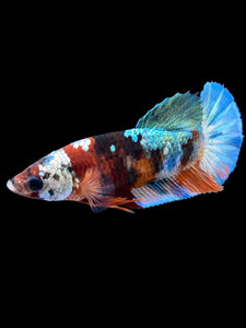 Female Halfmoon Plakat - Galaxy #1814 - Live Betta Fish