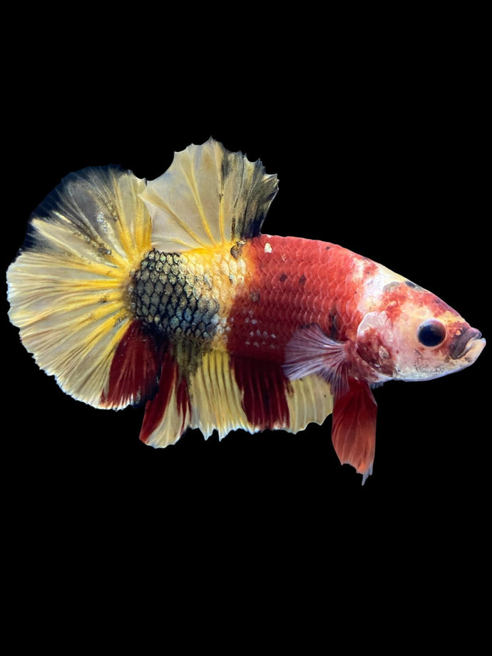 Male Halfmoon Plakat - Nemo Copper #1815 - Live Betta Fish