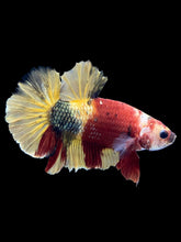 Load image into Gallery viewer, Male Halfmoon Plakat - Nemo Copper #1815 - Live Betta Fish
