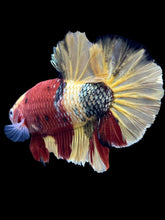 Load image into Gallery viewer, Male Halfmoon Plakat - Nemo Copper #1815 - Live Betta Fish
