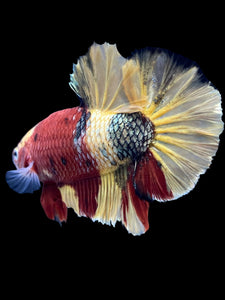 Male Halfmoon Plakat - Nemo Copper #1815 - Live Betta Fish
